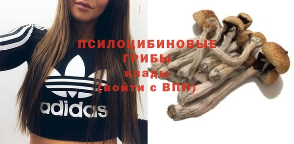 стаф Касимов